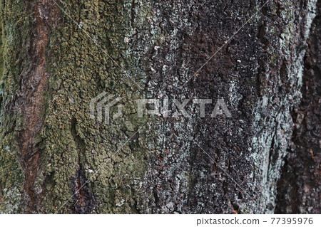 Trees Trees 77395976