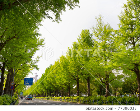 Ginkgo trees on Yamashita Koen-dori, Yokohama City, Kanagawa Prefecture Ginkgo trees on Yamashita Koen-dori, Yokohama City, Kanagawa Prefecture 77396035