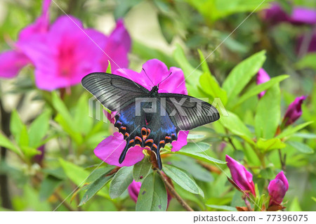 Alpine black swallowtail, a spring-shaped fresh female that sucks honey with a azalea Alpine black swallowtail, a spring-shaped fresh female that sucks honey with a azalea 77396075