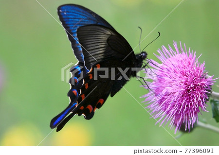 癒傷組織Swallowtail 癒傷組織Swallowtail 77396091
