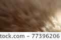 Domestic cat hair texture. 77396206
