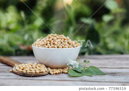 Fresh soybeans on wooden table background with sunlight in the morning. Healthy drink concept. Fresh soybeans on wooden table background with sunlight in the morning. Healthy drink concept. 77396319