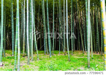 Utsunomiya City, Tochigi Prefecture Wakatake no Mori Meng Soutake Bamboo Forest Utsunomiya City, Tochigi Prefecture Wakatake no Mori Meng Soutake Bamboo Forest 77396471