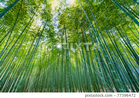 Utsunomiya City, Tochigi Prefecture Wakatake no Mori Meng Soutake Bamboo Forest Utsunomiya City, Tochigi Prefecture Wakatake no Mori Meng Soutake Bamboo Forest 77396472
