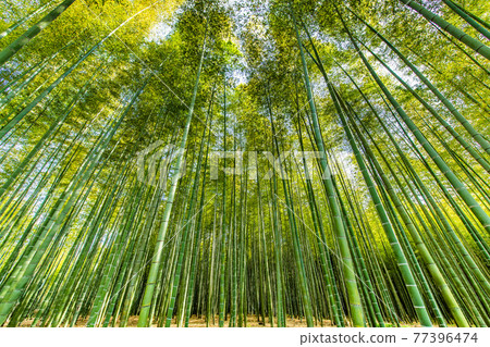 櫪木縣宇都宮市若武之森萌 Soutake 竹林 77396474