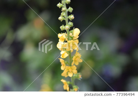 Kinnizu Hiki 77396494