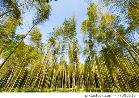 Utsunomiya City, Tochigi Prefecture Wakatake no Mori, Kinmei Meng Sou Bamboo Forest 77396516