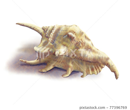 Conch colored pencil drawing 77396769