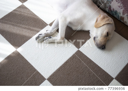 Yellow Labrador Retriever taking a nap sideways 77396936