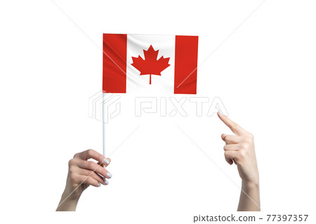 A beautiful female hand holds a Canada flag to which she shows the finger of her other hand, isolated on white background A beautiful female hand holds a Canada flag to which she shows the finger of her other hand, isolated on white background 77397357