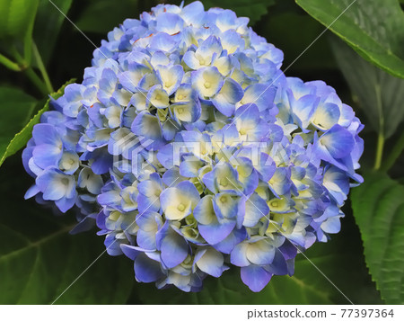 Hydrangea (pale blue) Hydrangea (pale blue) 77397364