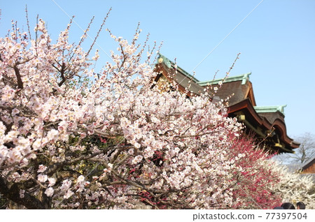 Kitano Tenman-gu's plum 77397504