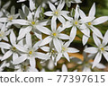 Flowers of Ornithogalum close up 77397615