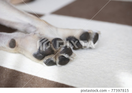 狗爪子向上,拉布拉多獵犬前腳掌 狗爪子向上,拉布拉多獵犬前腳掌 77397815