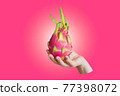 Dragon fruit, pitaya isolated in cropped hand on pink background with gradient. 77398072