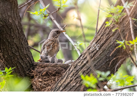 Thrush fieldfare, Turdus pilaris, in a nest with chicks 77398207