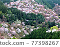 Yoshinoyama Sakuraichi Pink Belt 77398267