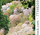 Yoshinoyama Sakuraichi Pink World 77398269
