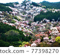 Yoshinoyama Sakura Ichigami Senbon Sakura Moe View! 77398270