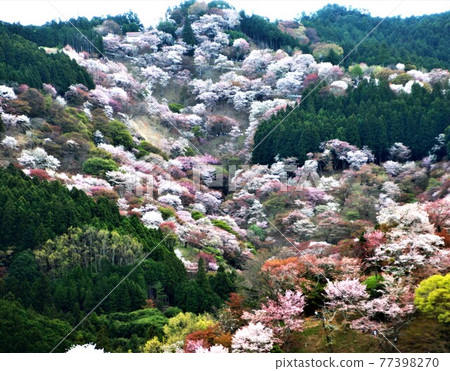 Yoshinoyama Sakura Ichigami Senbon Sakura Moe View! Yoshinoyama Sakura Ichigami Senbon Sakura Moe View! 77398270