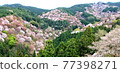 Yoshino wild cherry tree, 1000 at a glance 77398271