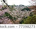 View of the Pink World, a thousand cherry blossoms on Mt. Yoshino 77398273