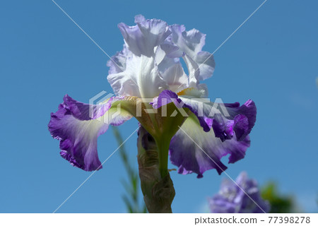 Blue sky and German iris conjugation Blue sky and German iris conjugation 77398278