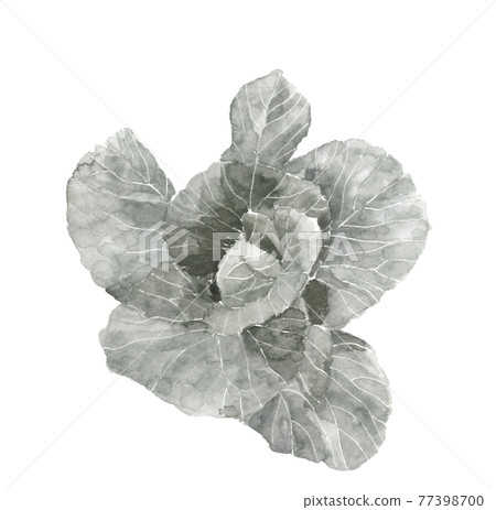 球體開始的田野中的捲心菜[水墨畫風格水彩]單調白色背景插圖 PNG 77398700