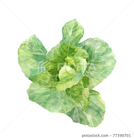 在標題已經開始的領域中的捲心菜[水彩]白色背景插圖PNG 77398701
