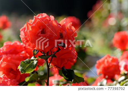 東京代代木公園雨後的玫瑰 77398702