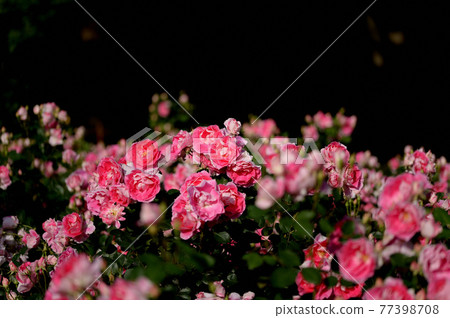 Roses after the rain in Yoyogi Park, Tokyo Roses after the rain in Yoyogi Park, Tokyo 77398708