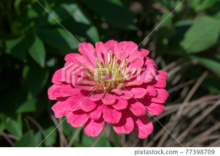 Bright pink zinnia Bright pink zinnia 77398709