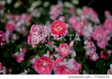 Roses after the rain in Yoyogi Park, Tokyo Roses after the rain in Yoyogi Park, Tokyo 77398710