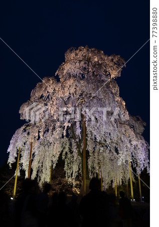 Illumination of the five-storied pagoda and cherry blossoms at Toji Temple 77398880