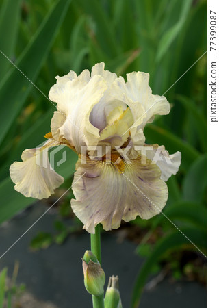 Unusual color German iris Unusual color German iris 77399087