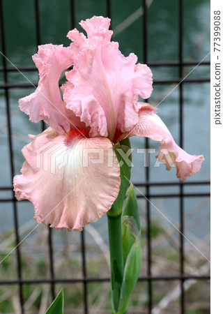 German iris pink German iris pink 77399088