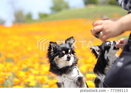 Two Chihuahua multi-headed dogs getting snacks from women Two Chihuahua multi-headed dogs getting snacks from women 77399113