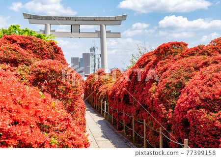 京都府長岡京市的神社“長岡天滿宮霧島杜鵑花和大鳥居” 77399158