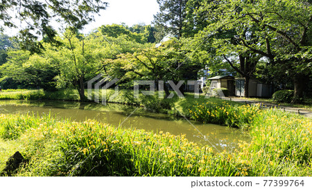 The irises of a famous temple related to Mr. Hojo, who is in charge of the Kamakura Shogunate, an ancient and famous temple in Kanazawa Ward, Yokohama City, Kanagawa Prefecture. The irises of a famous temple related to Mr. Hojo, who is in charge of the Kamakura Shogunate, an ancient and famous temple in Kanazawa Ward, Yokohama City, Kanagawa Prefecture. 77399764