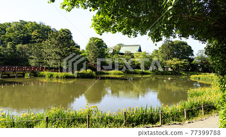 The irises of a famous temple related to Mr. Hojo, who is in charge of the Kamakura Shogunate, an ancient and famous temple in Kanazawa Ward, Yokohama City, Kanagawa Prefecture. 77399788