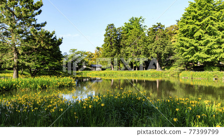 The irises of a famous temple related to Mr. Hojo, who is in charge of the Kamakura Shogunate, an ancient and famous temple in Kanazawa Ward, Yokohama City, Kanagawa Prefecture. The irises of a famous temple related to Mr. Hojo, who is in charge of the Kamakura Shogunate, an ancient and famous temple in Kanazawa Ward, Yokohama City, Kanagawa Prefecture. 77399799