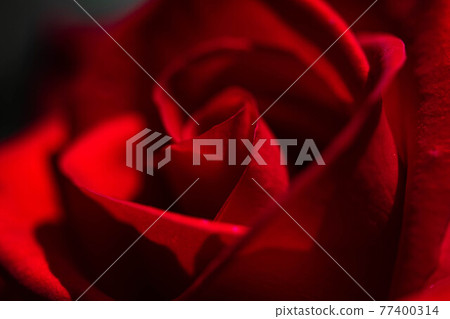 Roses blooming in the rose garden of Ryosenji Temple in Nara 77400314