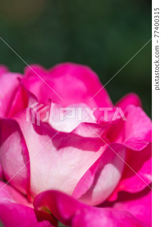 奈良龍泉寺玫瑰園裡盛開的玫瑰 77400315