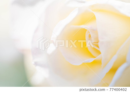 奈良龍泉寺玫瑰園裡盛開的玫瑰 奈良龍泉寺玫瑰園裡盛開的玫瑰 77400402