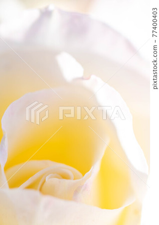 Roses blooming in the rose garden of Ryosenji Temple in Nara Roses blooming in the rose garden of Ryosenji Temple in Nara 77400403