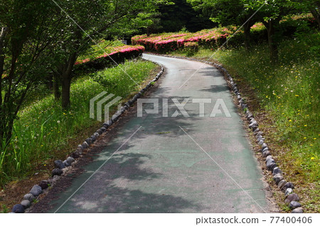 Small diameter where Satsuki blooms 77400406