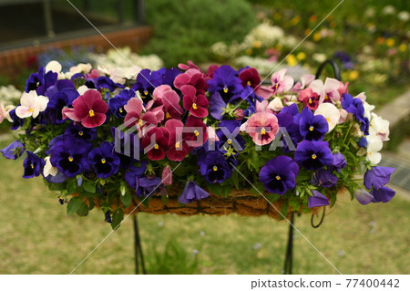 Blue-purple and red-purple viola Blue-purple and red-purple viola 77400442