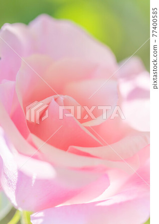 Pink roses blooming in the rose garden of Ryosenji Temple in Nara 77400585