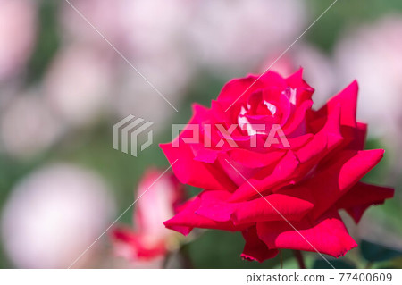 Roses blooming in the rose garden of Ryosenji Temple in Nara 77400609