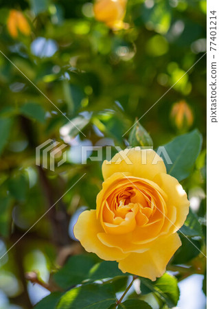Roses blooming in the rose garden of Ryosenji Temple in Nara 77401214